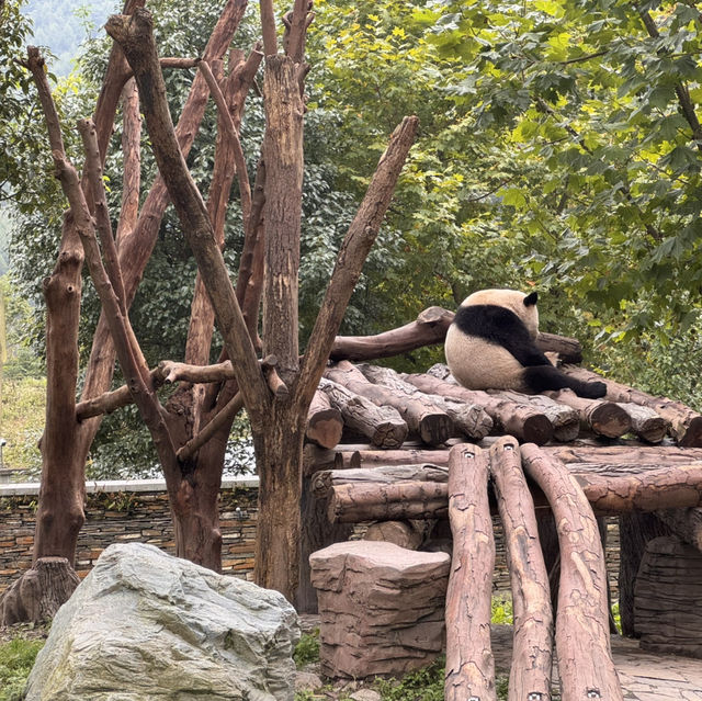 Giant panda national park