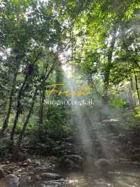 Escape to Nature: Sungai Congkak Recreational Forest