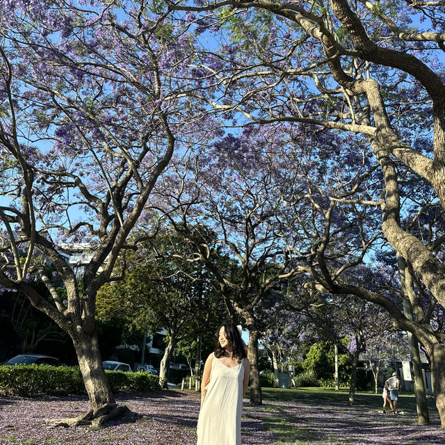紫色是布里斯本10月的顏色💜