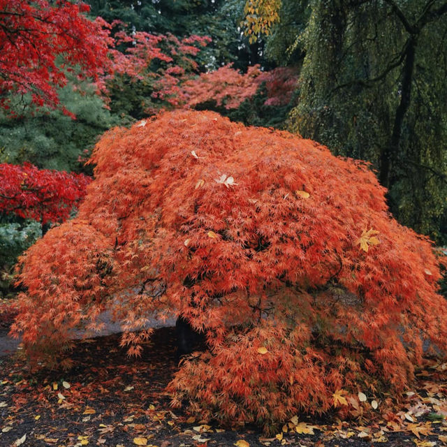 ～都市綠化植物園～秋天畫卷～