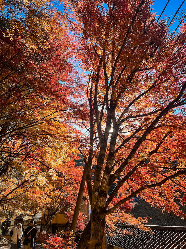 Enchanted Autumn in Korankei Gorge 🍁