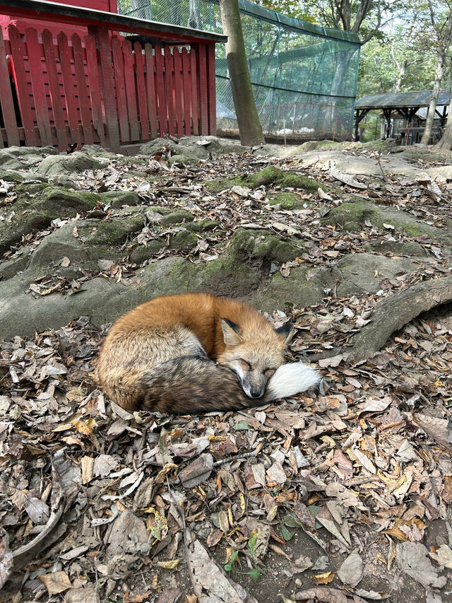 蔵王きつね村🦊