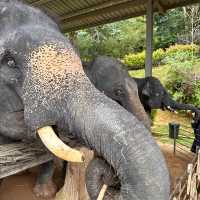 Elephant Encounters and Jungle Fun: My Day at Kenyir Elephant Conservation Village!