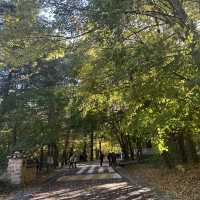 가을 단풍 절정인 속리산 문장대 🍁
