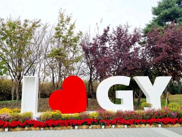 계양아라온 수향원 국화축제 나들이❣️