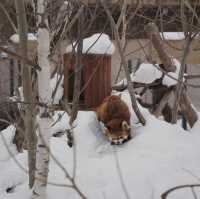 Asahiyama ZooHokkaido