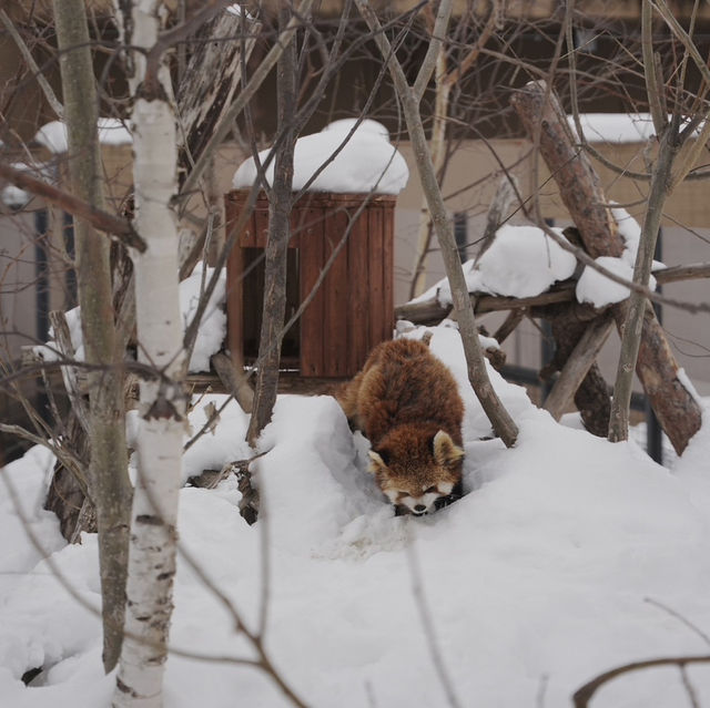 Asahiyama ZooHokkaido
