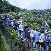 邂逅一望無際的紫陽花海 