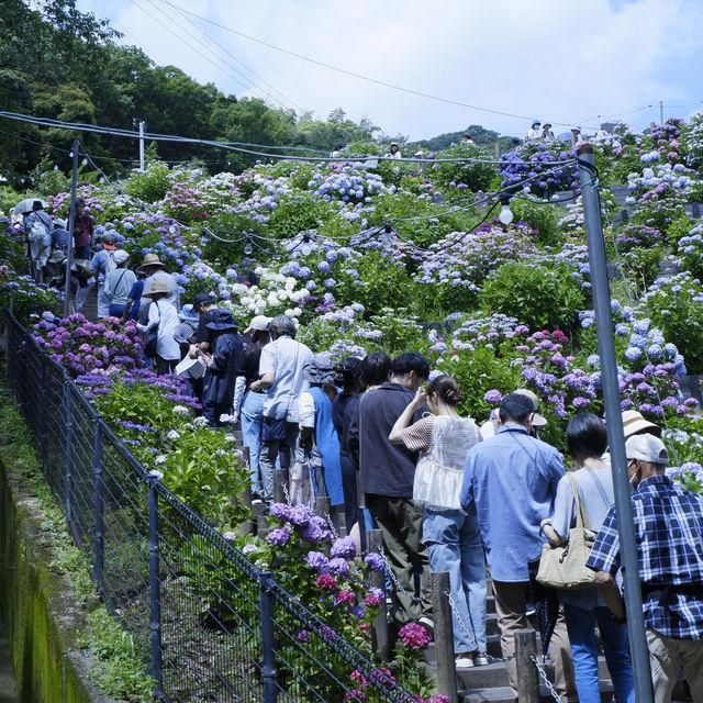 邂逅一望無際的紫陽花海 