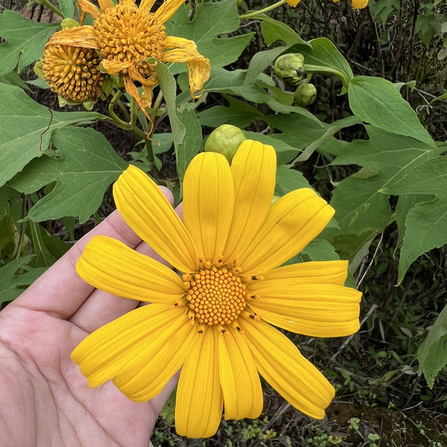 ดอกบัวตองบานแล้วจ้า🌼🌼