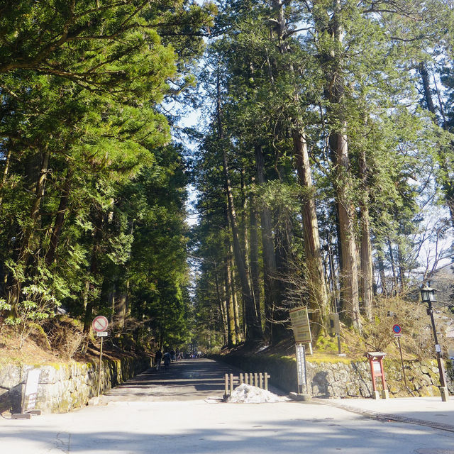 Pathway to Serenity: Strolling Through Nikko’s Ancient Cedars