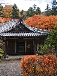 【ここ行って】全国でも珍しいドウダンツヅジの参道✨庭園も美しい超穴場の紅葉スポット🍁