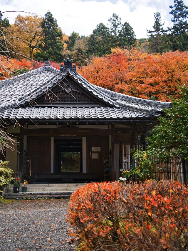 【ここ行って】全国でも珍しいドウダンツヅジの参道✨庭園も美しい超穴場の紅葉スポット🍁