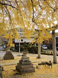【ここ行って】住宅街に突如現れる、樹齢300年以上のイチョウが美しい穴場の神社⛩️