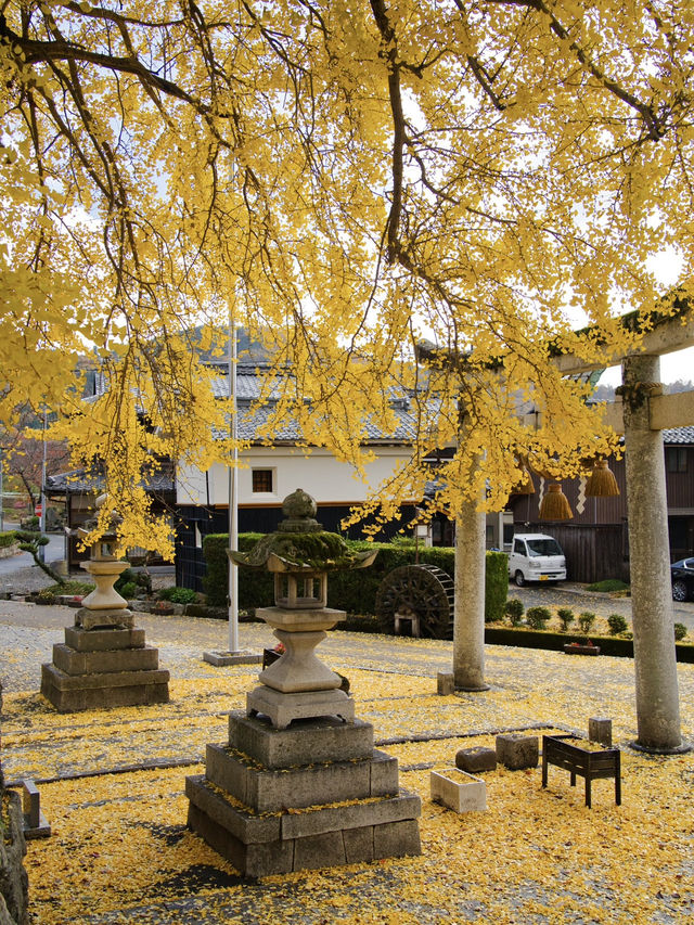 【ここ行って】住宅街に突如現れる、樹齢300年以上のイチョウが美しい穴場の神社⛩️