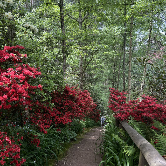สวนที่สวยอันดับ 2 ในออสเตรเลีย Forest Glade Garden