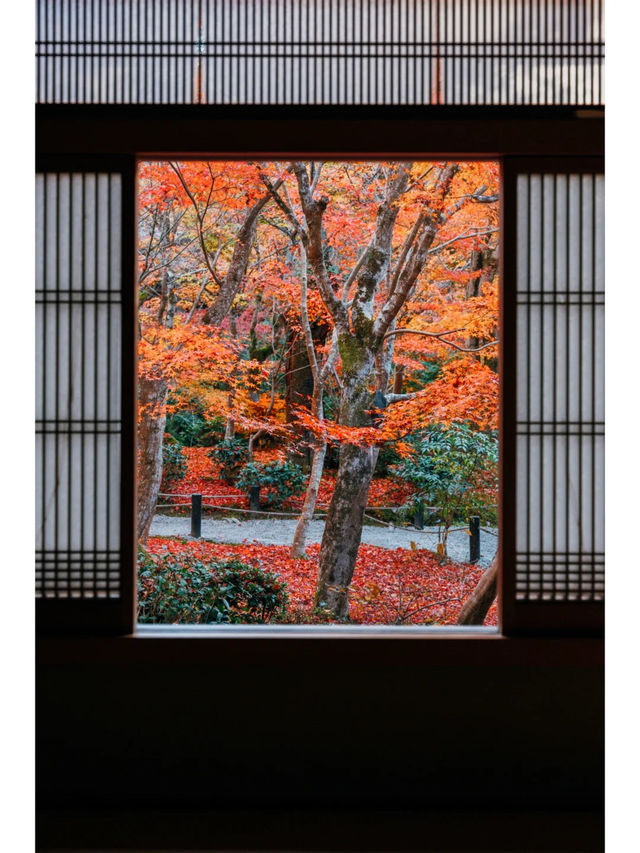 景點推薦：圓光寺——京都紅葉的隱藏秘境