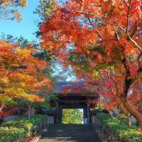 Visit Engaku-ji - An ancient temple in the heart of Kamakura