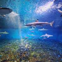 泰迪熊動物王國Teseum🐻濟州島Aqua Planet水族館🐠山茶花之丘🌻🌞旅遊景點介紹👍