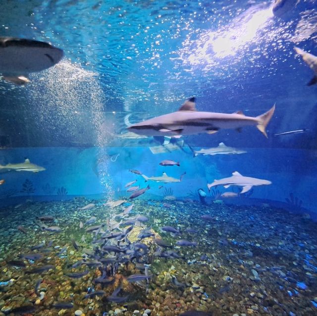 泰迪熊動物王國Teseum🐻濟州島Aqua Planet水族館🐠山茶花之丘🌻🌞旅遊景點介紹👍