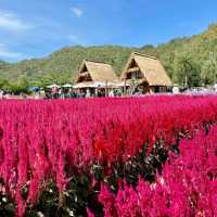 🇯🇵 Hokkaido Flower Park Khaoyai 🇯🇵