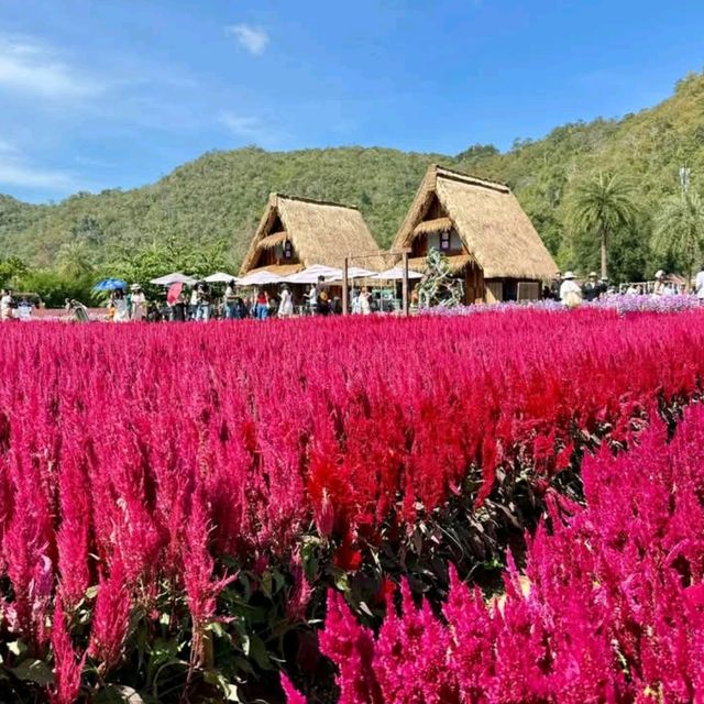 🇯🇵 Hokkaido Flower Park Khaoyai 🇯🇵