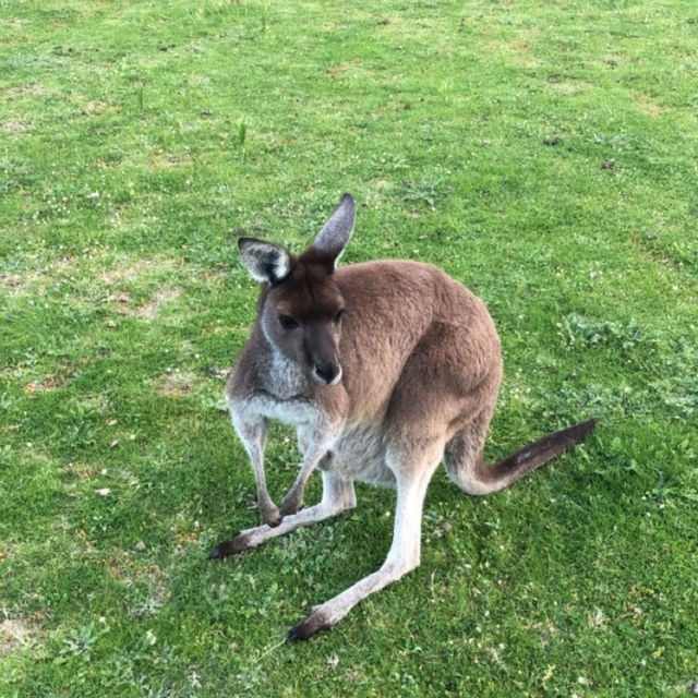Hop Into Your Heart: Wild Kangaroo Encounter in Perth