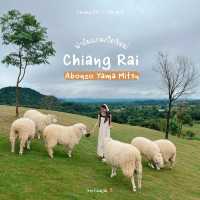🐑 ฟาร์มแกะเปิดใหม่ในตัวเมืองเชียงราย