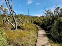 Platypus Walk