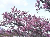 春日的奇蹟：梅花盛景之旅 🌸✨