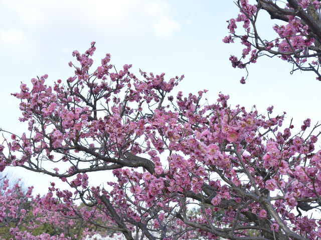 春日的奇蹟：梅花盛景之旅 🌸✨