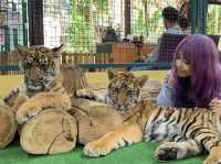 Thrilling Experience at Tiger Kingdom Chiang Mai