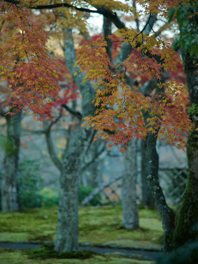 《箱根》箱根美術館で庭園散策