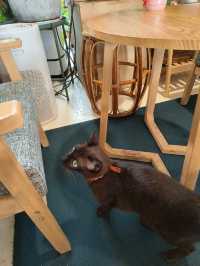 Relaxing at a Greenery Cafe with Furry Friends