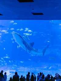 【沖縄県/本部町】一度は行きたいジンベイザメの見える水族館