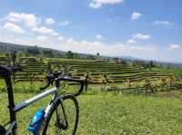 Jatiluwih Rice Terraces