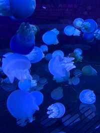 Let's go to Sea Life Bangkok