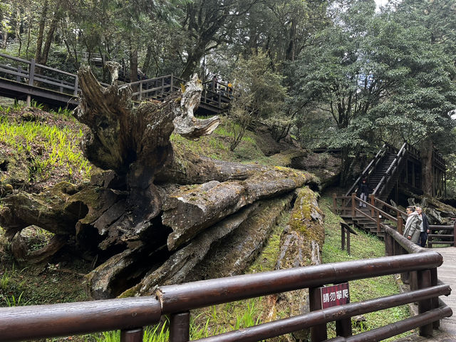 森呼吸🌱阿里山神木健行旅遊