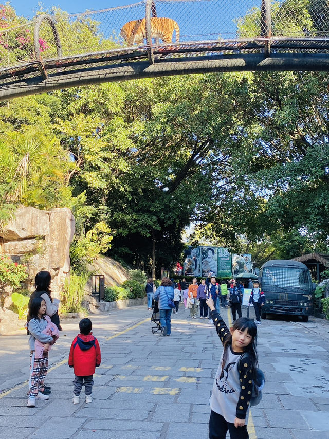 深圳野生動物園 深圳地鐵直達～零距離餵長頸鹿斑馬！ 