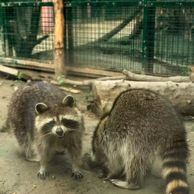 廣州動物園-市中心的動物世界