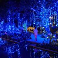 Magical Illusion 🎇✨
