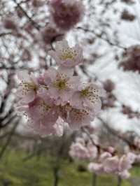 京都|京都賞櫻秘境府立植物園 130種櫻花交織春日美好