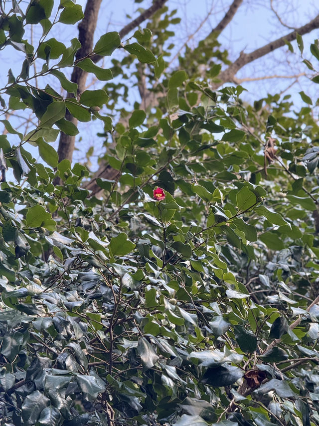 겨울 여수 여행지 오동도 🌺