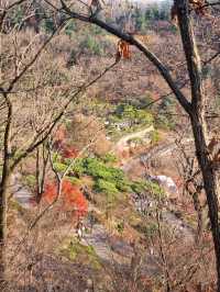 가을이 되면 이숲은 꼭 가보시길🍂🍁