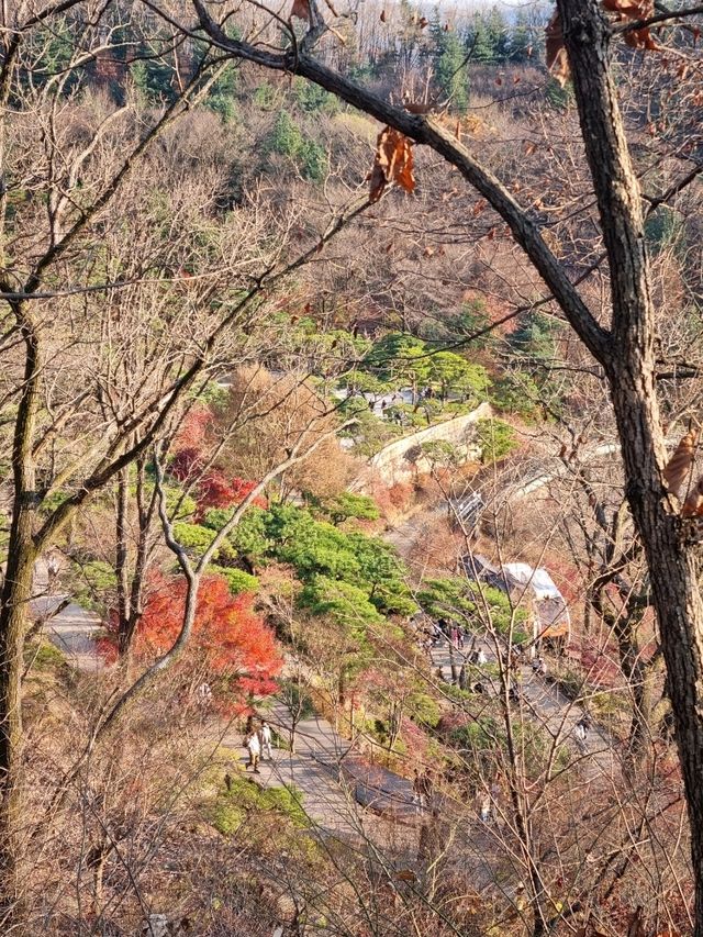 가을이 되면 이숲은 꼭 가보시길🍂🍁