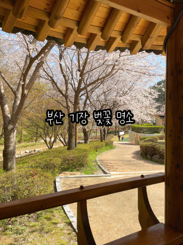 귀여운 배와 벚꽃을 구경할 수 있는 부산 명소