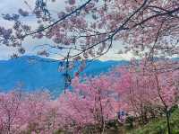山上人家櫻花美景