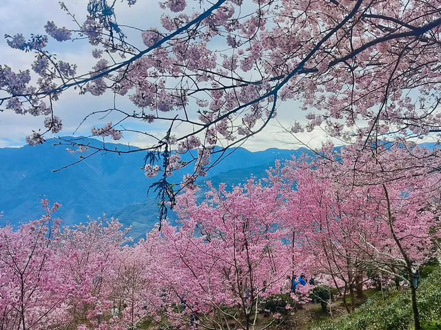 山上人家櫻花美景