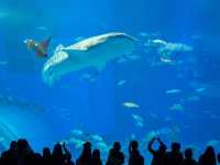 水中生物的邂逅～美麗海水族館