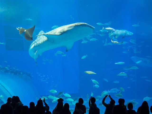 水中生物的邂逅～美麗海水族館